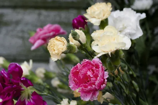 chryzantemy i goździki w polskiej kulturze