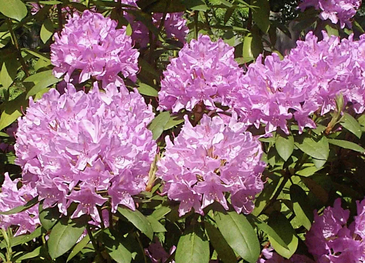 azalia doniczkowa i ogrodowa porównanie