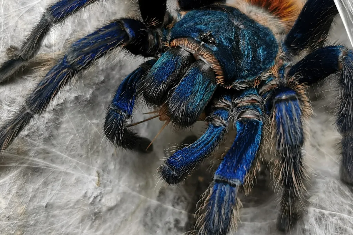 r&oacute;żne gatunki ptasznik&oacute;w dla początkujących