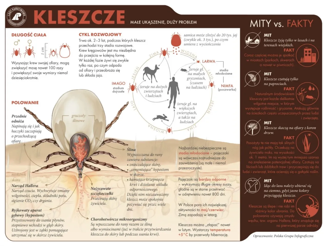 kleszcz cykl życia infografika