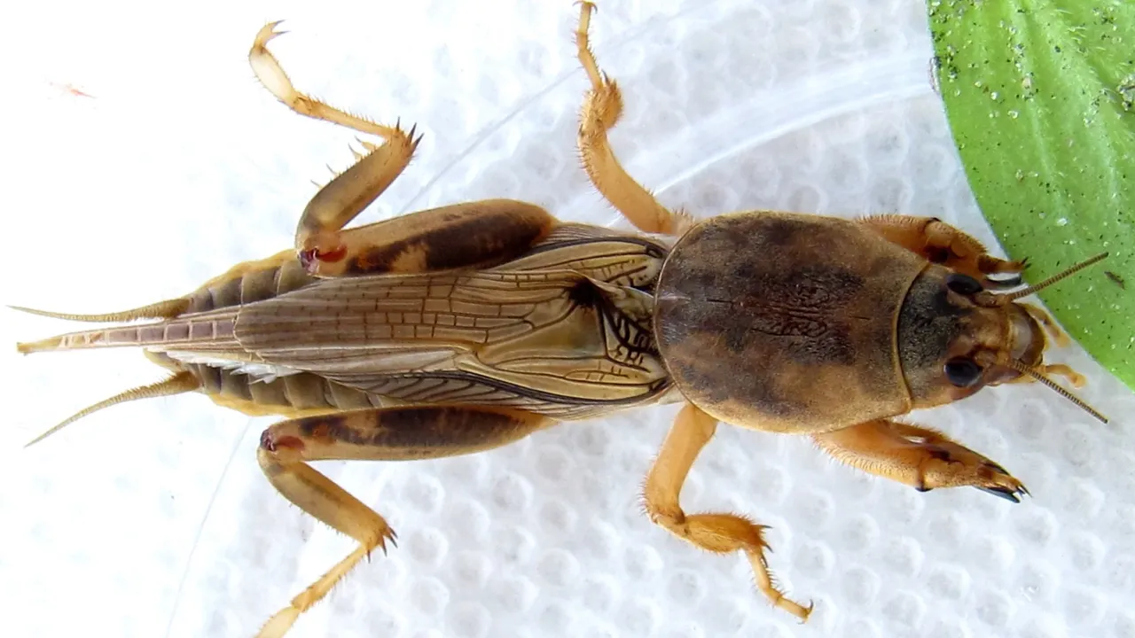 nicienie na turkucia podjadka