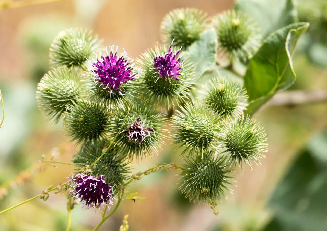 Łopian większy roślina i owoce