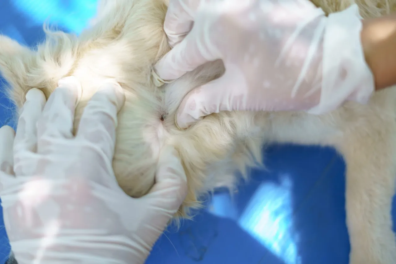 objawy po kleszczu u psa kiedy do weterynarza