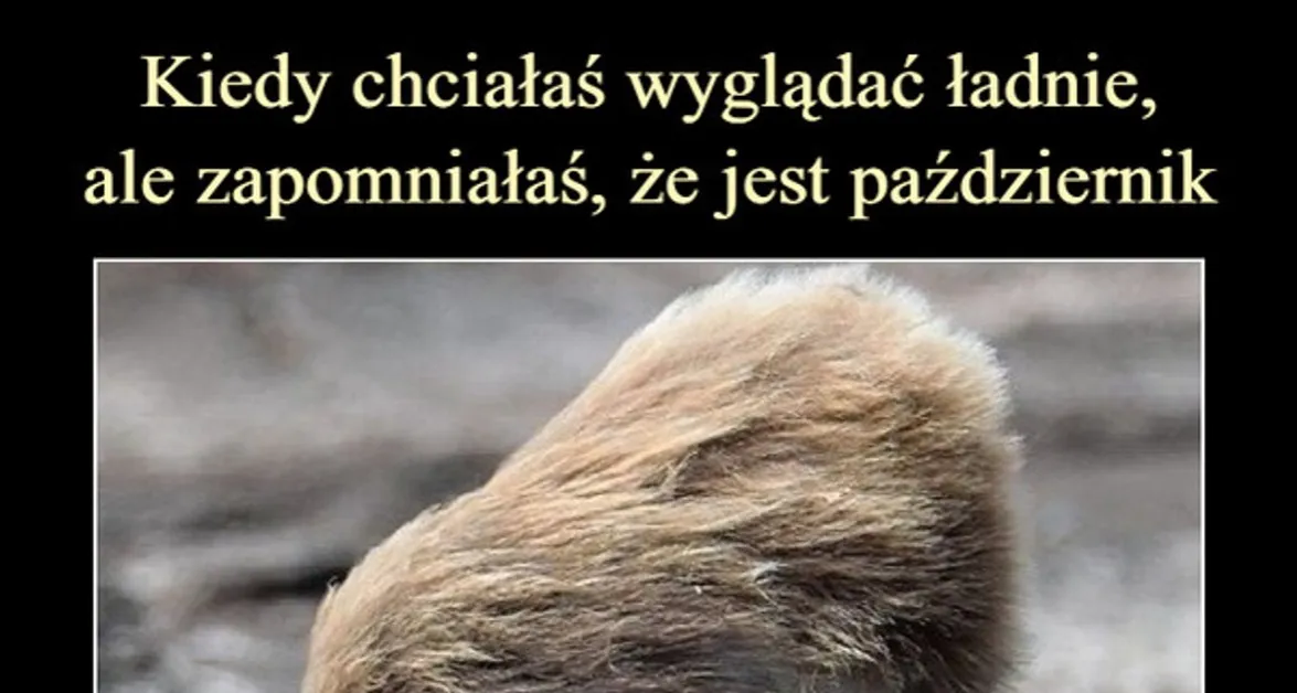 Memy Mroczek wariacje