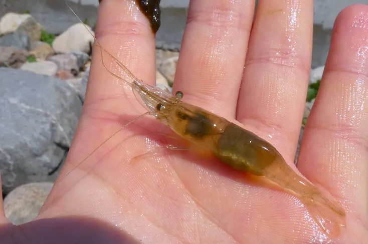 krewetki bałtyckie gatunki por&oacute;wnanie