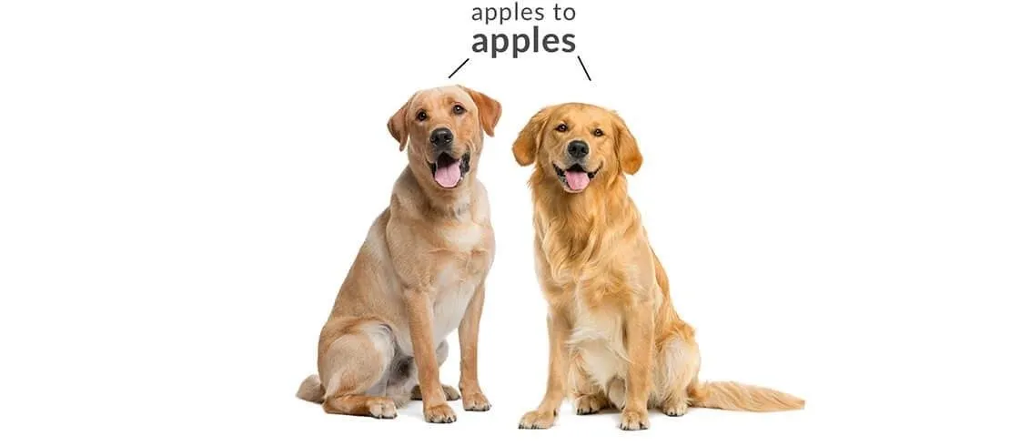 Healthy Golden Retriever and Labrador Retriever
