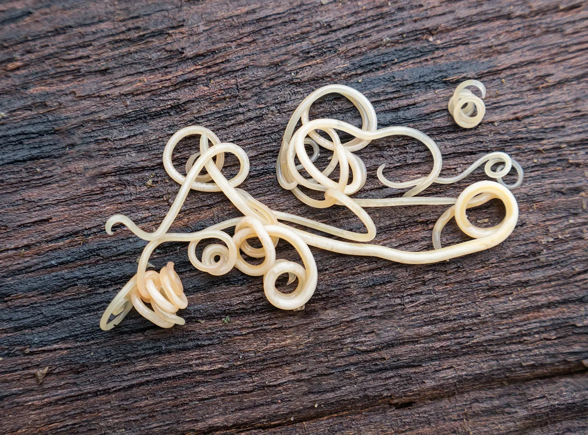 Szczeniak z objawami robaków