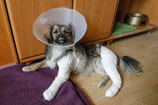 zaniepokojony właściciel z psem u weterynarza