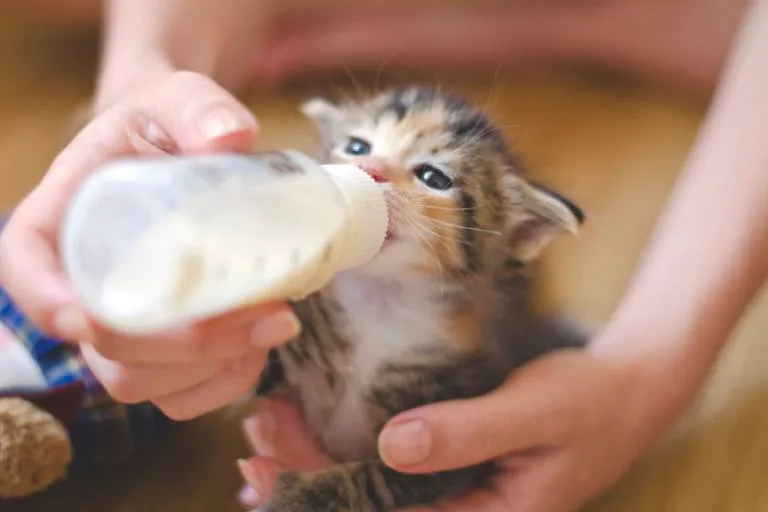 karmienie małego kotka butelką przez człowieka