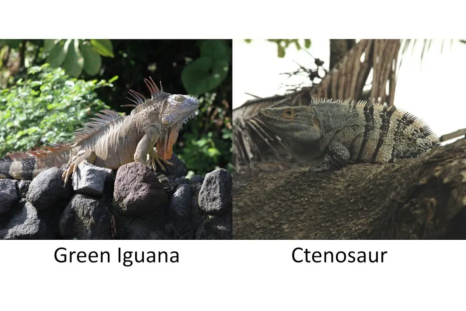 Iguana vs Iguana Lider logo por&oacute;wnanie