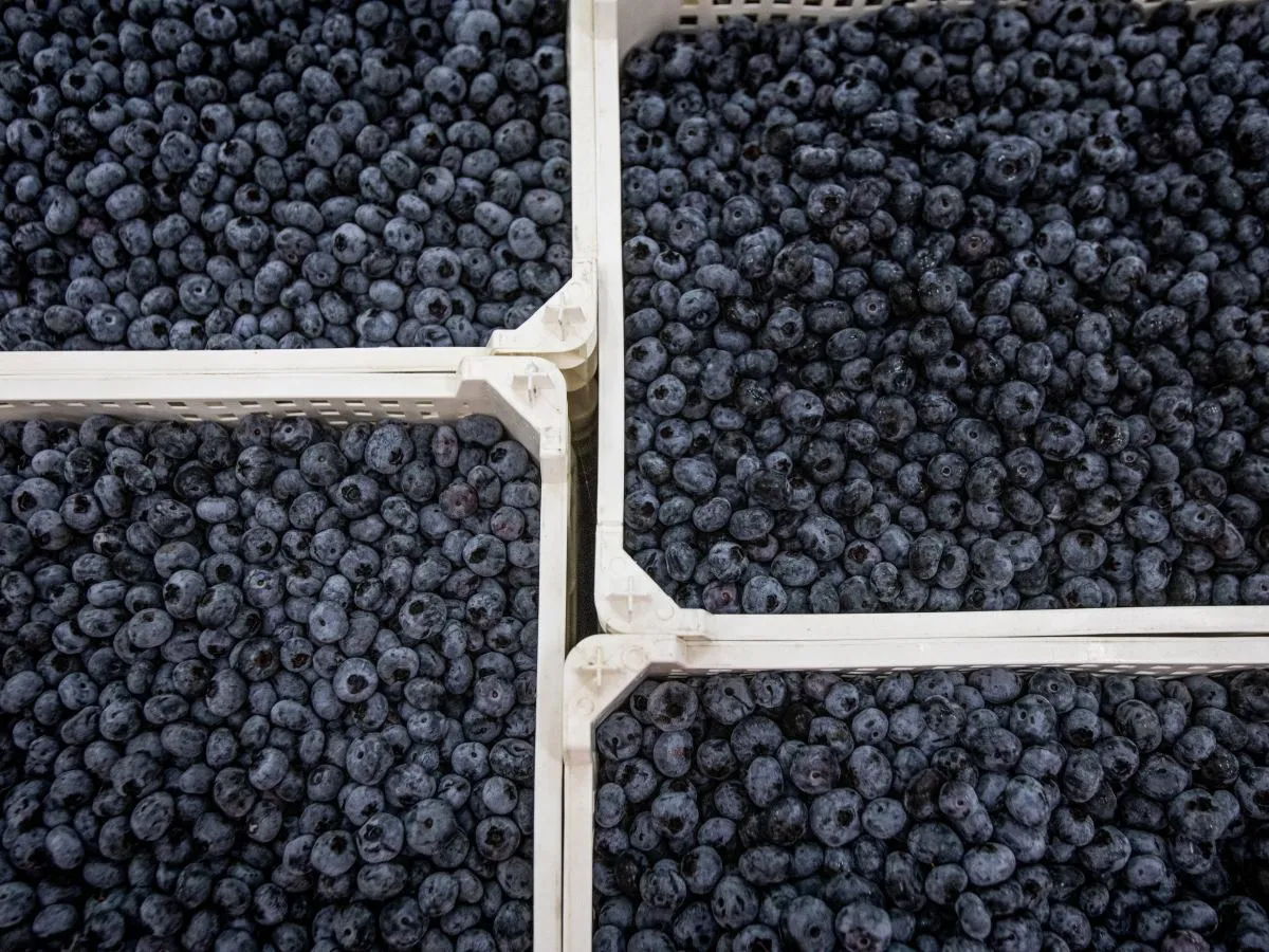 Mn&oacute;stwo dojrzałych, granatowych bor&oacute;wek wypełnia białe skrzynki. Tak wyglądają bor&oacute;wki, gotowe do zbioru.