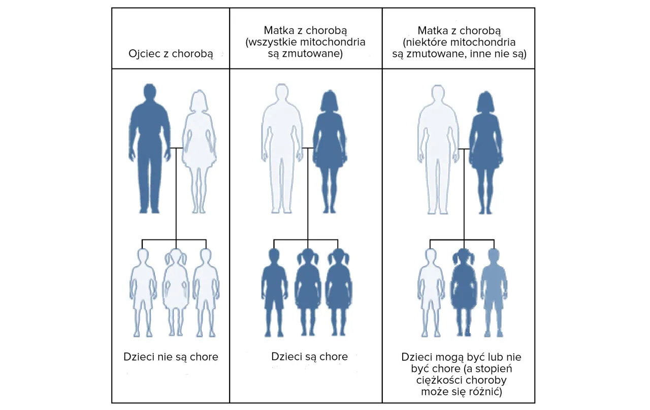 Dziedziczenie chor&oacute;b genetycznych schemat