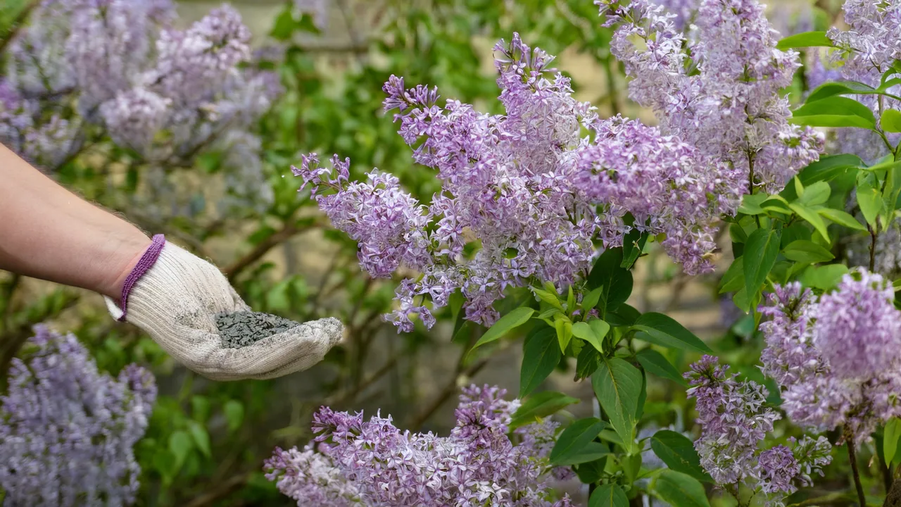kalendarz nawożenia lilak&oacute;w