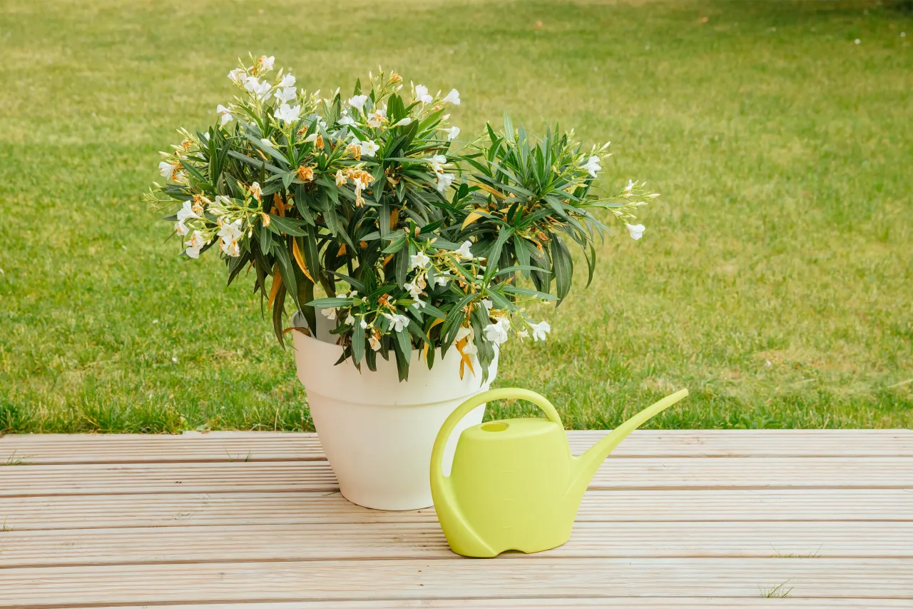 kwitnący oleander w doniczce