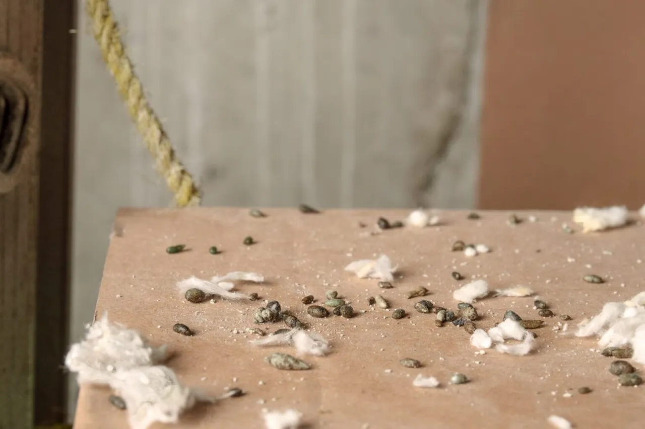 Ślady po myszach, jak myszy wchodzą do domu: odchody i kłębki waty na drewnianej powierzchni.