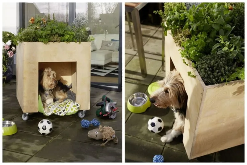 gotowa buda dla psa vs buda DIY