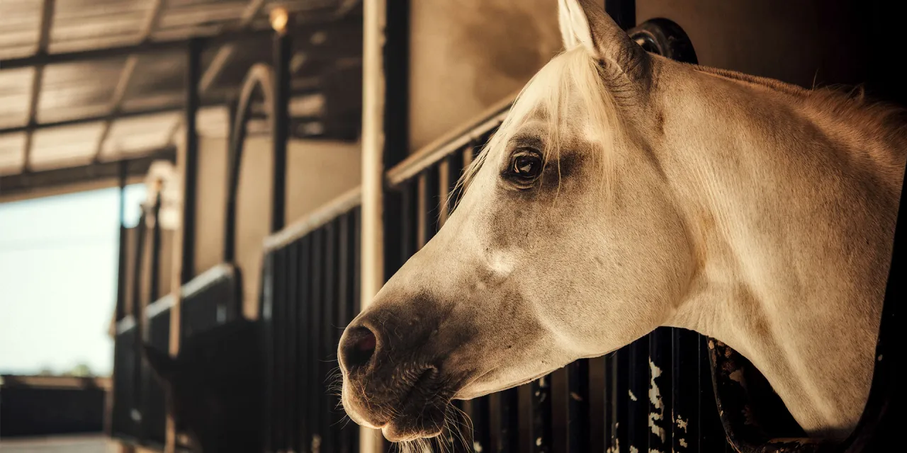 Weterynarz koń profilaktyka szczepienia