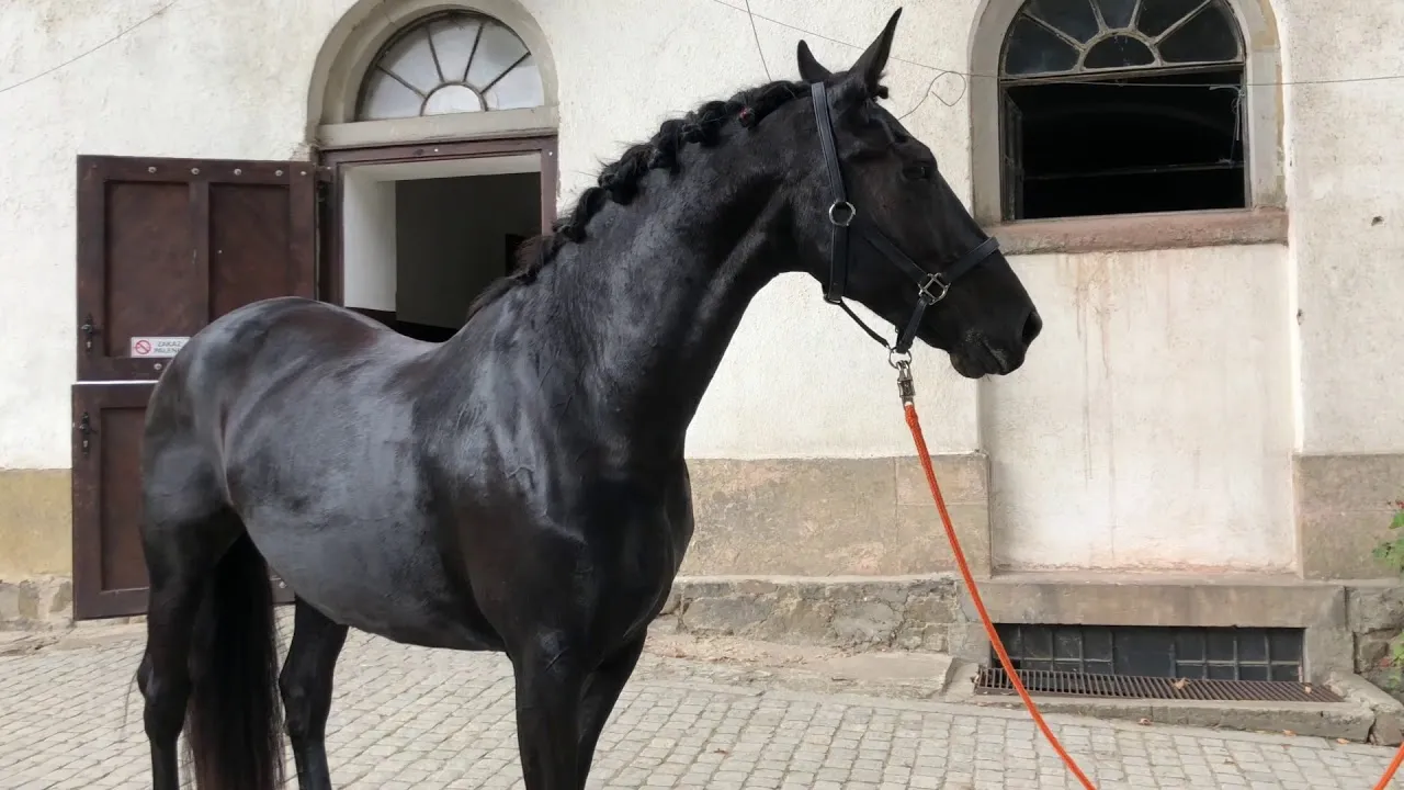 Koń rasy śląskiej w Stadninie Książ