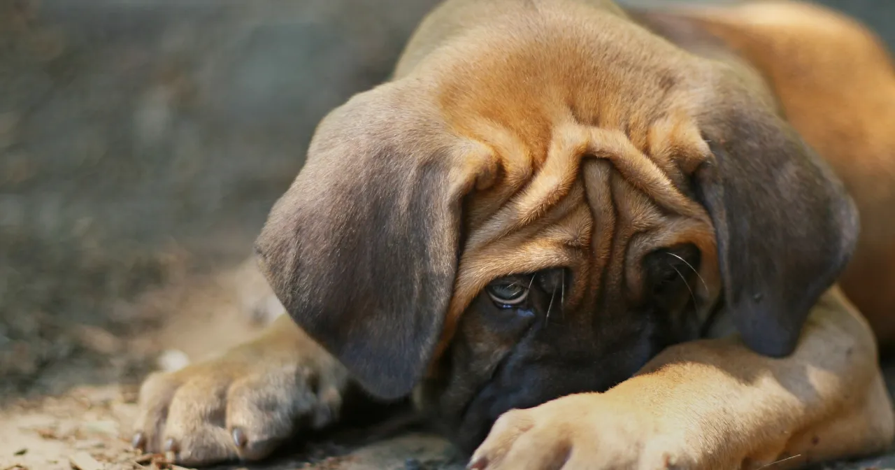 Pies wyglądający na zestresowanego lub zdezorientowanego