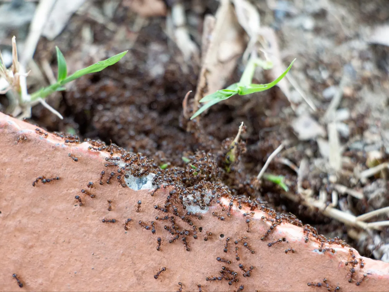 Domowe sposoby na mr&oacute;wki w ogrodzie