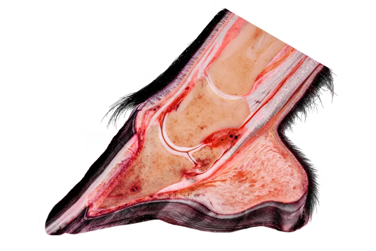 anatomia kopyta konia przekr&oacute;j