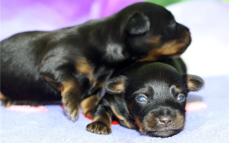 szczeniak otwierający oczy dzień po dniu