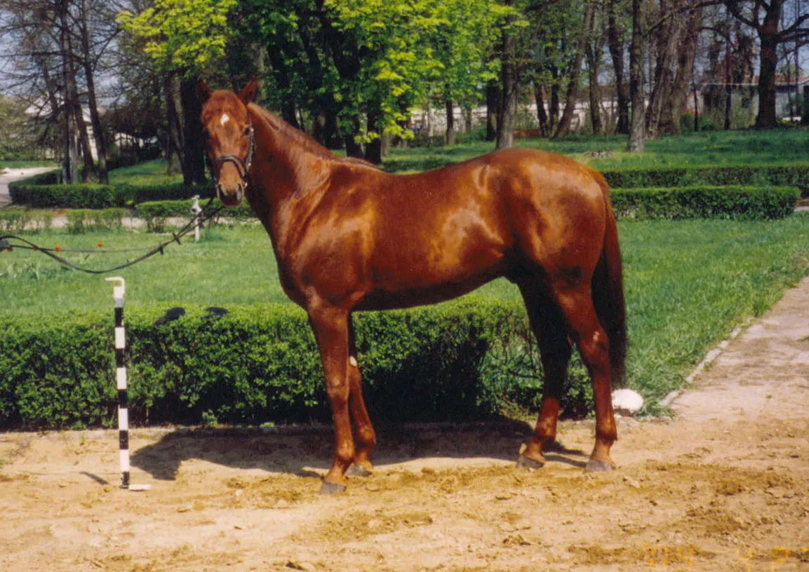 Stadnina Koni Bieńko Żabno konie małopolskie historia