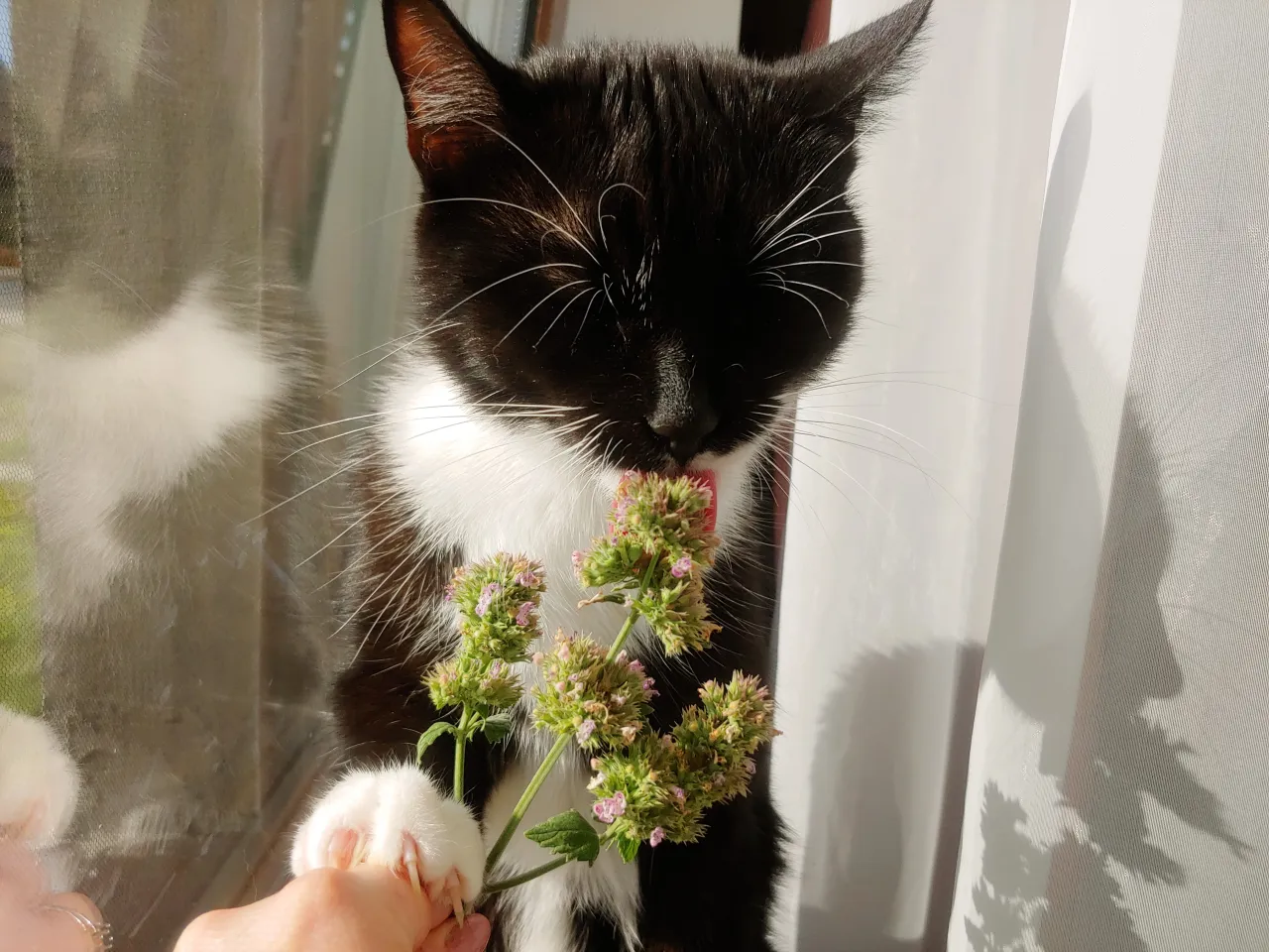 Czarny kot z białymi znaczeniami wącha gałązkę kocimiętki. Czy koty mogą jeść kocimiętkę? Tak, to dla nich bezpieczna i przyjemna roślina.