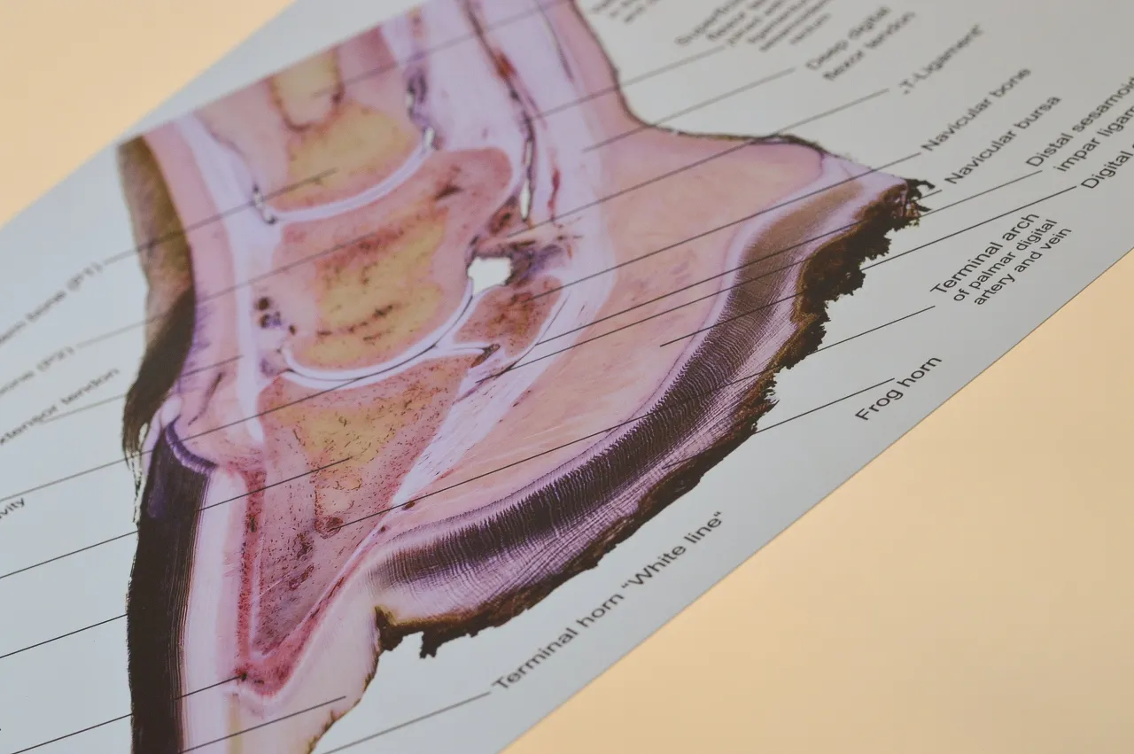 Końskie kopyto przekrój anatomia