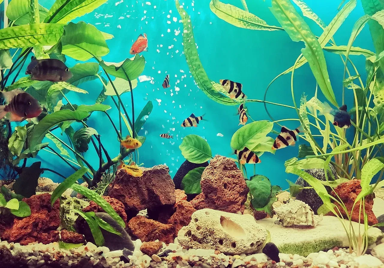 Harmonijne akwarium towarzyskie z różnymi rybami