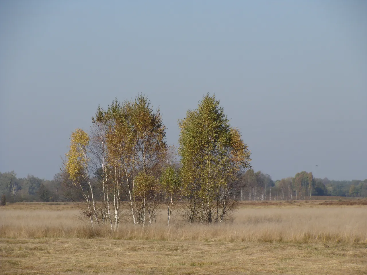 Puszcza Kampinoska jesienią krajobraz wydmowy