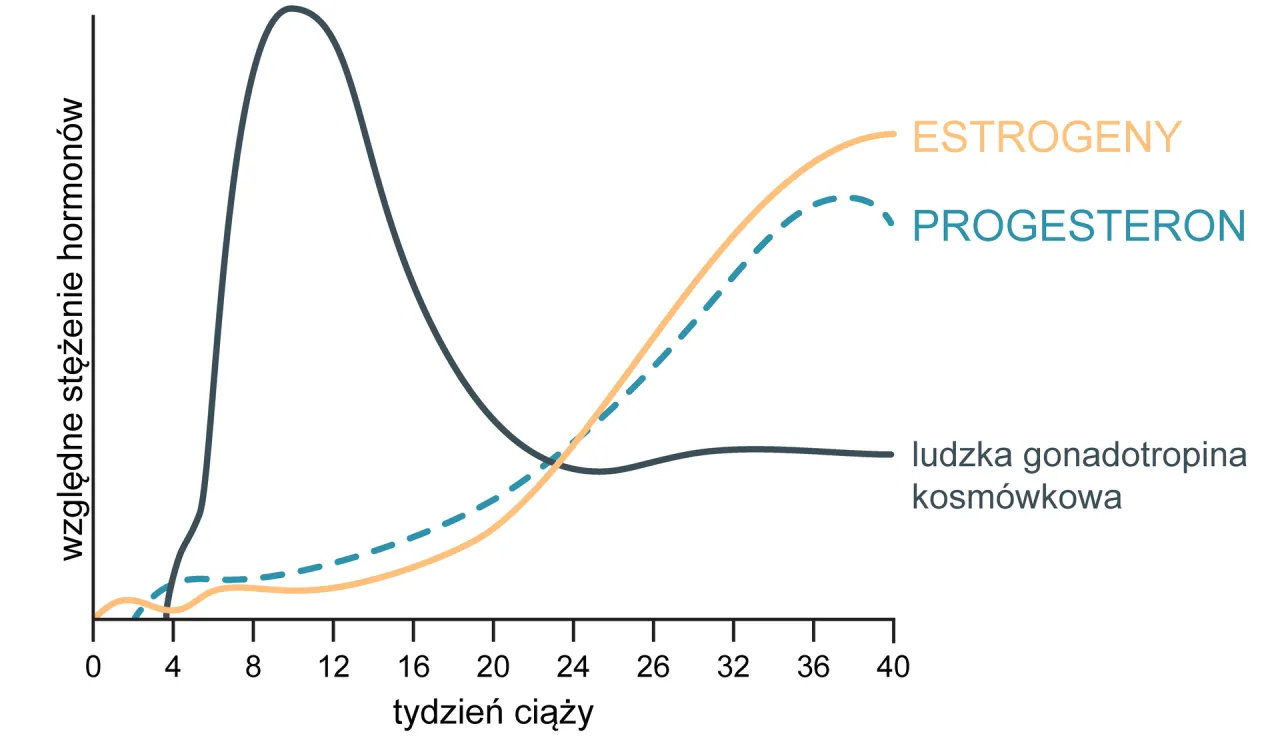 hormony w ciąży wykres