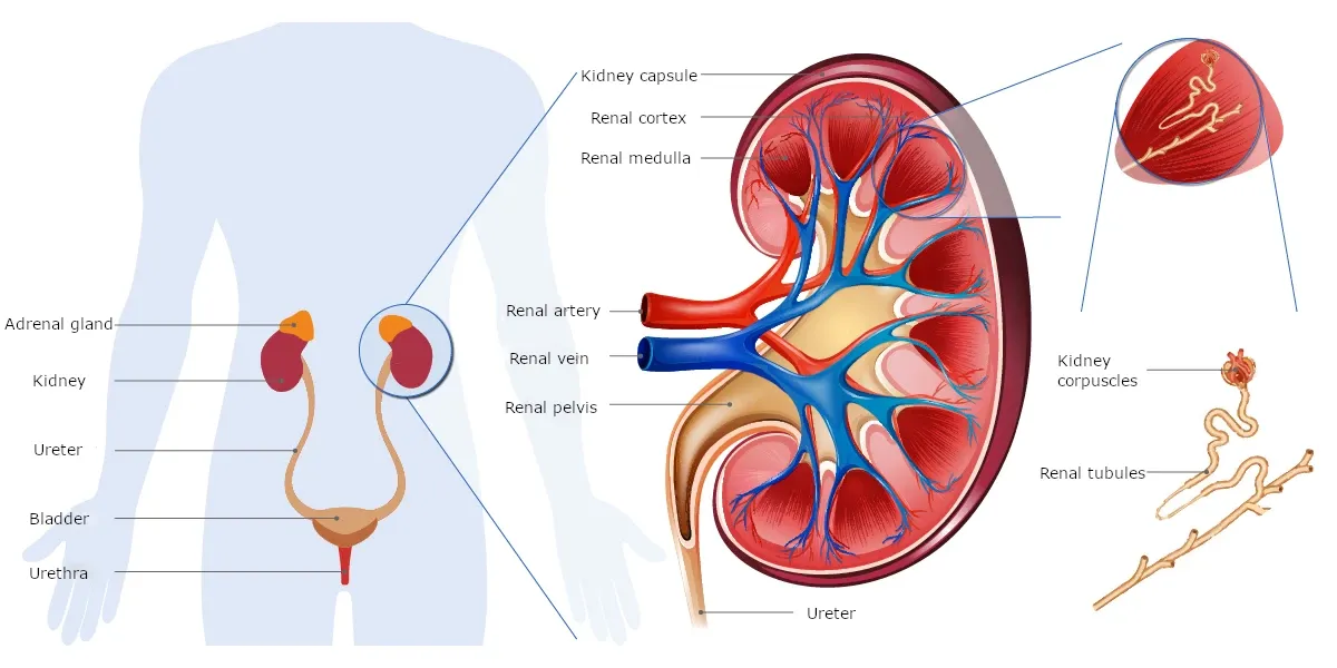 Nerki anatomia i funkcja