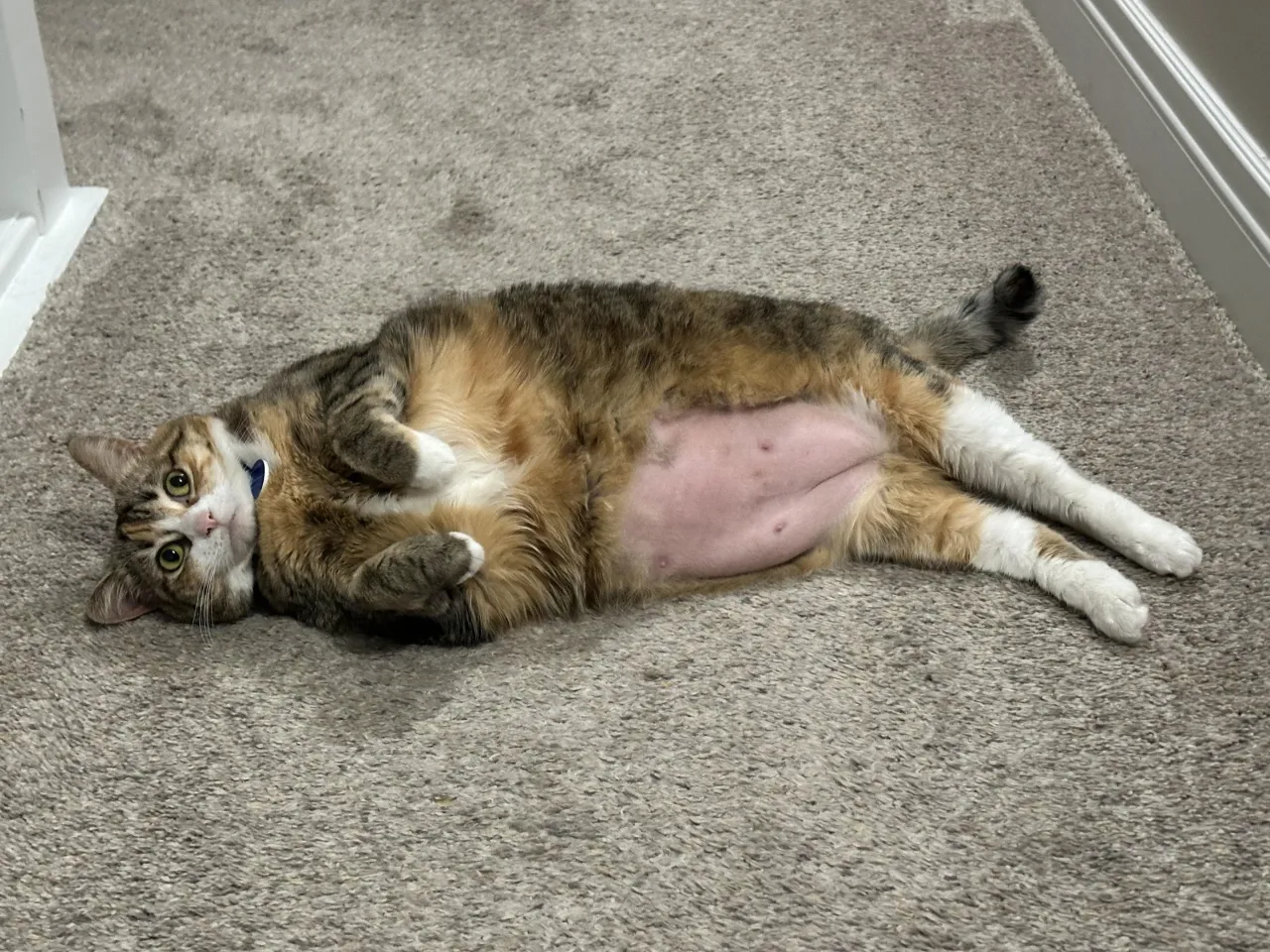 kot z wygolonym brzuchem po zabiegu, odrastająca sierść