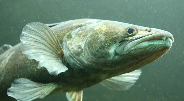 ryby jeziora gowidlińskiego szczupak sandacz okoń