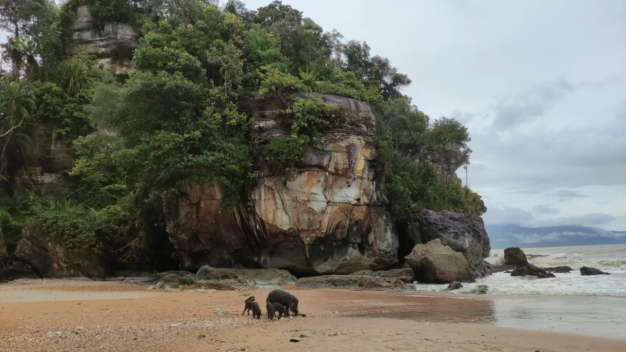Park Narodowy Bako formacje skalne nosacz sundajski