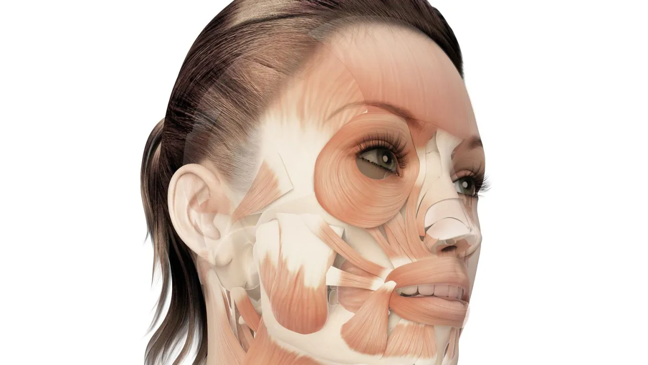 mięśnie mimiczne czoła