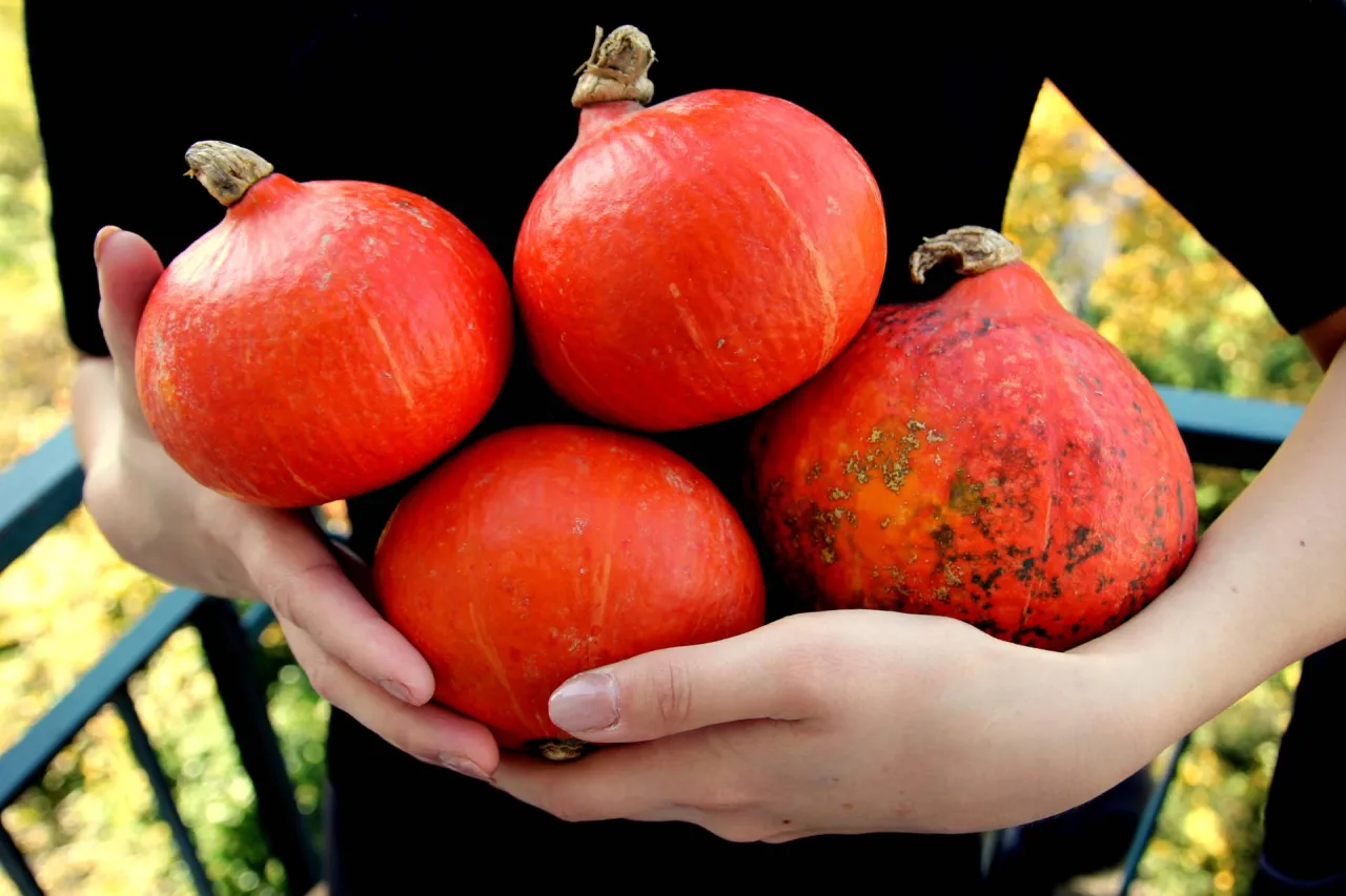 Dynia Hokkaido, dynia piżmowa, dynia Muscat de Provence