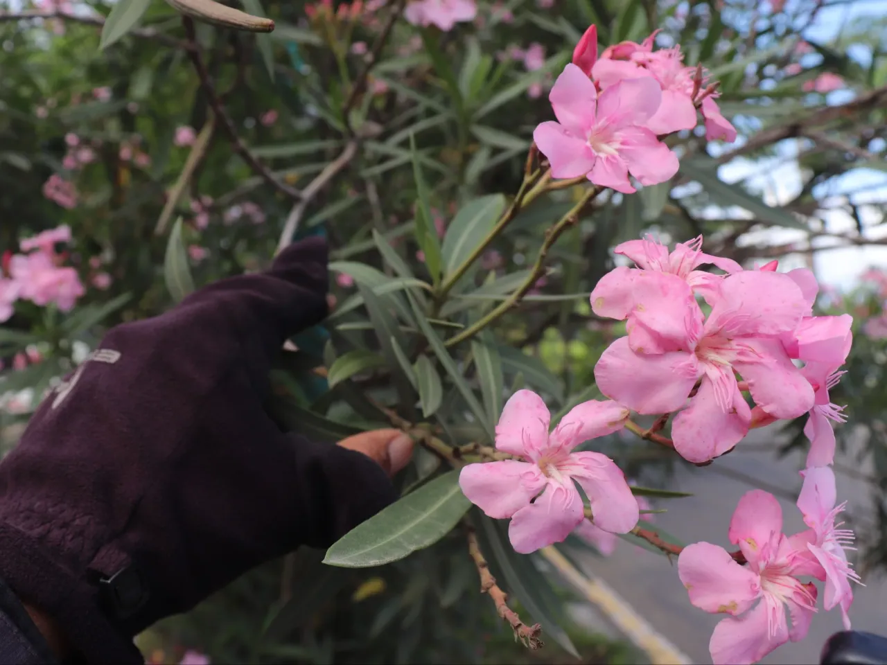 toksyczny oleander rękawiczki
