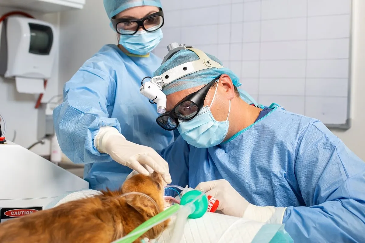 Weterynarz chirurg operujący zwierzę