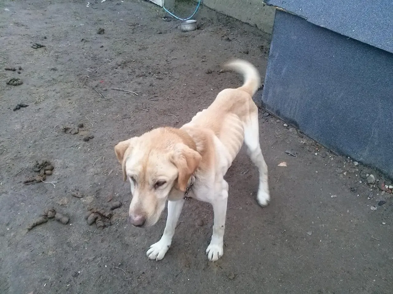 Chory labrador u weterynarza, zaniepokojony właściciel