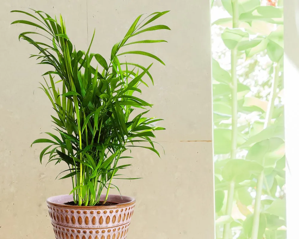 Bezpieczne rośliny dla zwierząt i dzieci