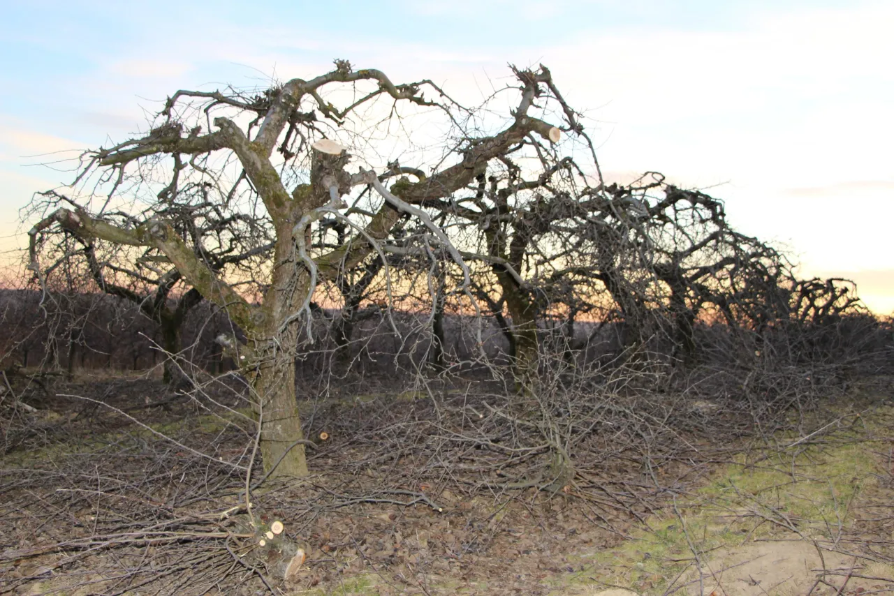 Stara jabłoń przed i po cięciu odmładzającym