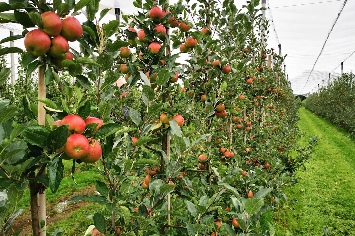 dzikie jabłonie kazachstan
