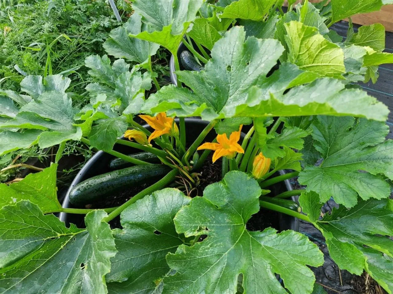 Sadzenie cukinii w gruncie
