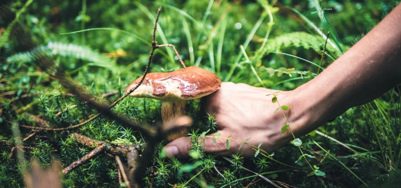 jesienne grzybobranie relaks