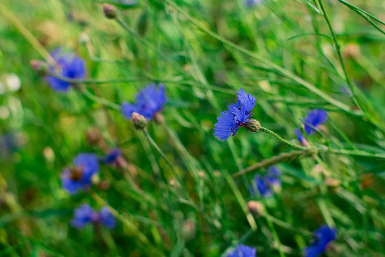 polscy poeci łąka klasyka