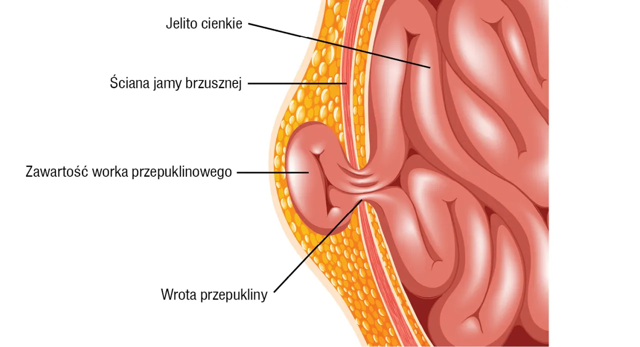 anatomia jamy brzusznej okolice pępka