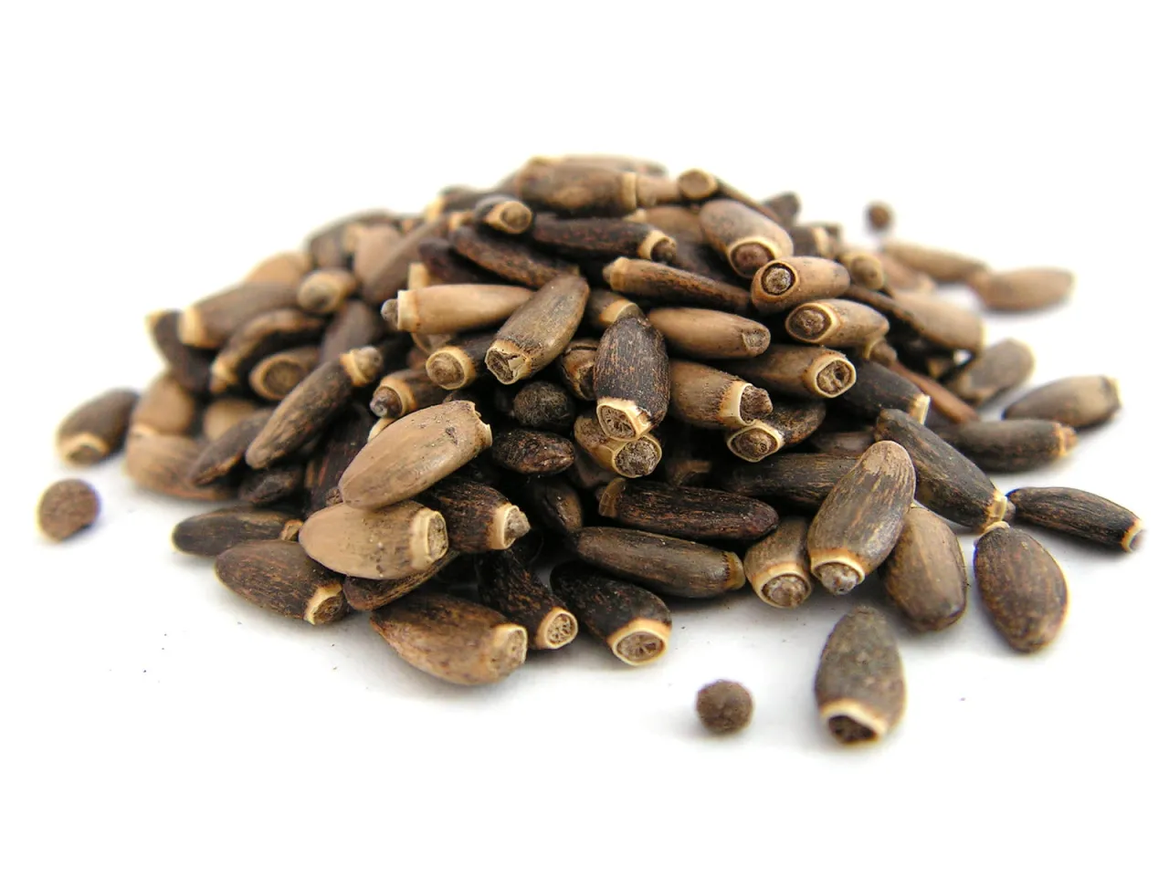 nasiona ostropestu plamistego zbliżenie