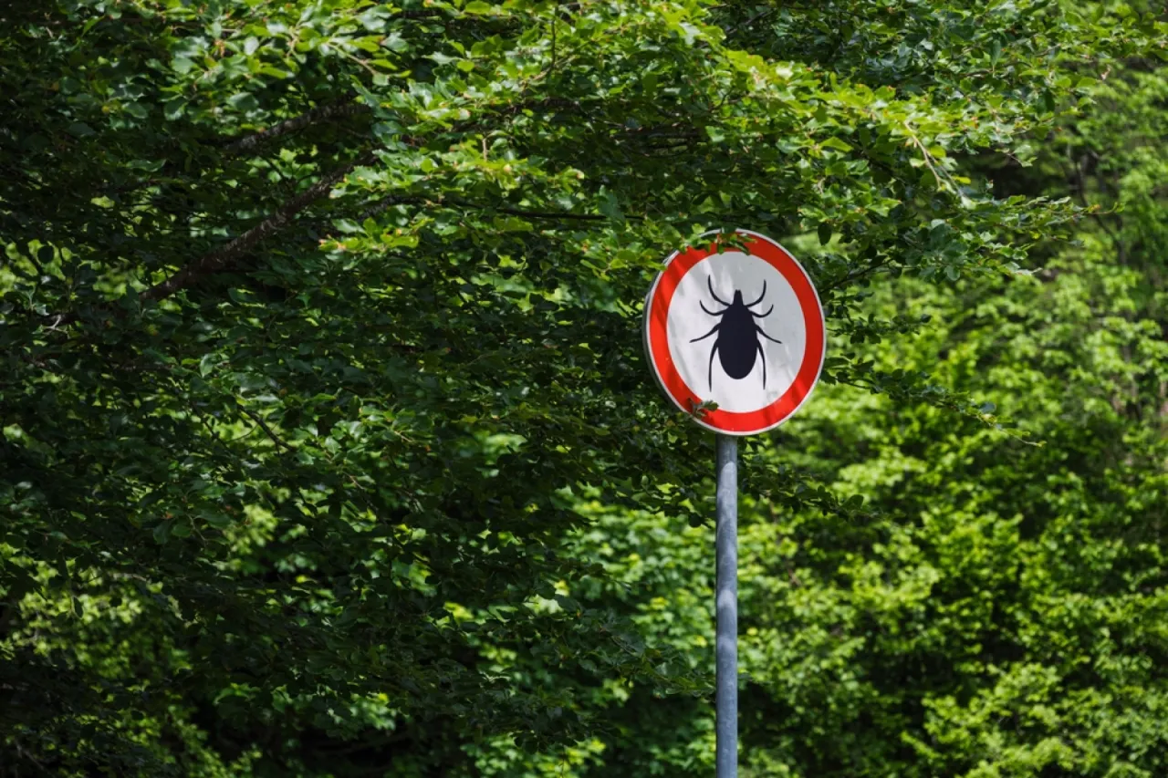 miejsca występowania kleszczy wysoka trawa las